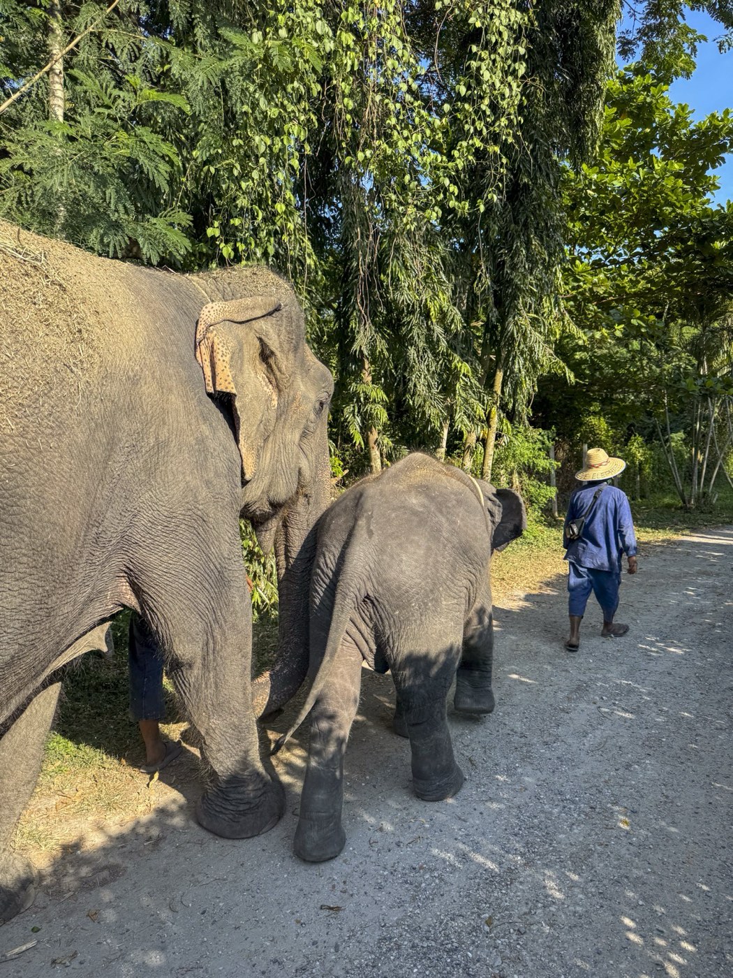 Chiang Mai Adventure Day — elephants with their mahout