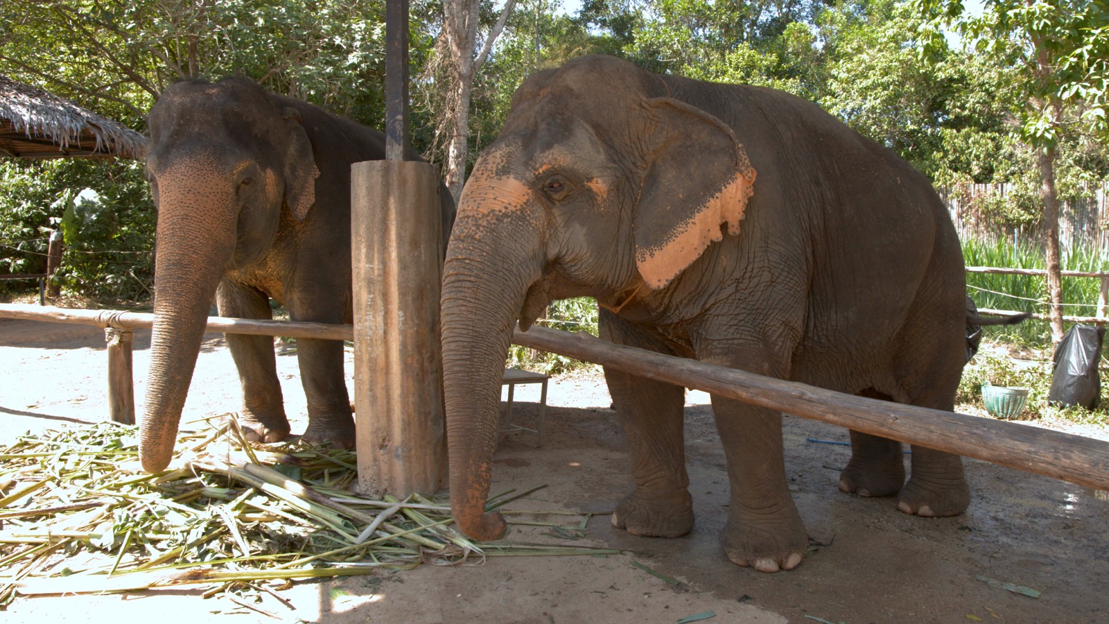 Chiang Mai Adventure Day — elephants at the camp
