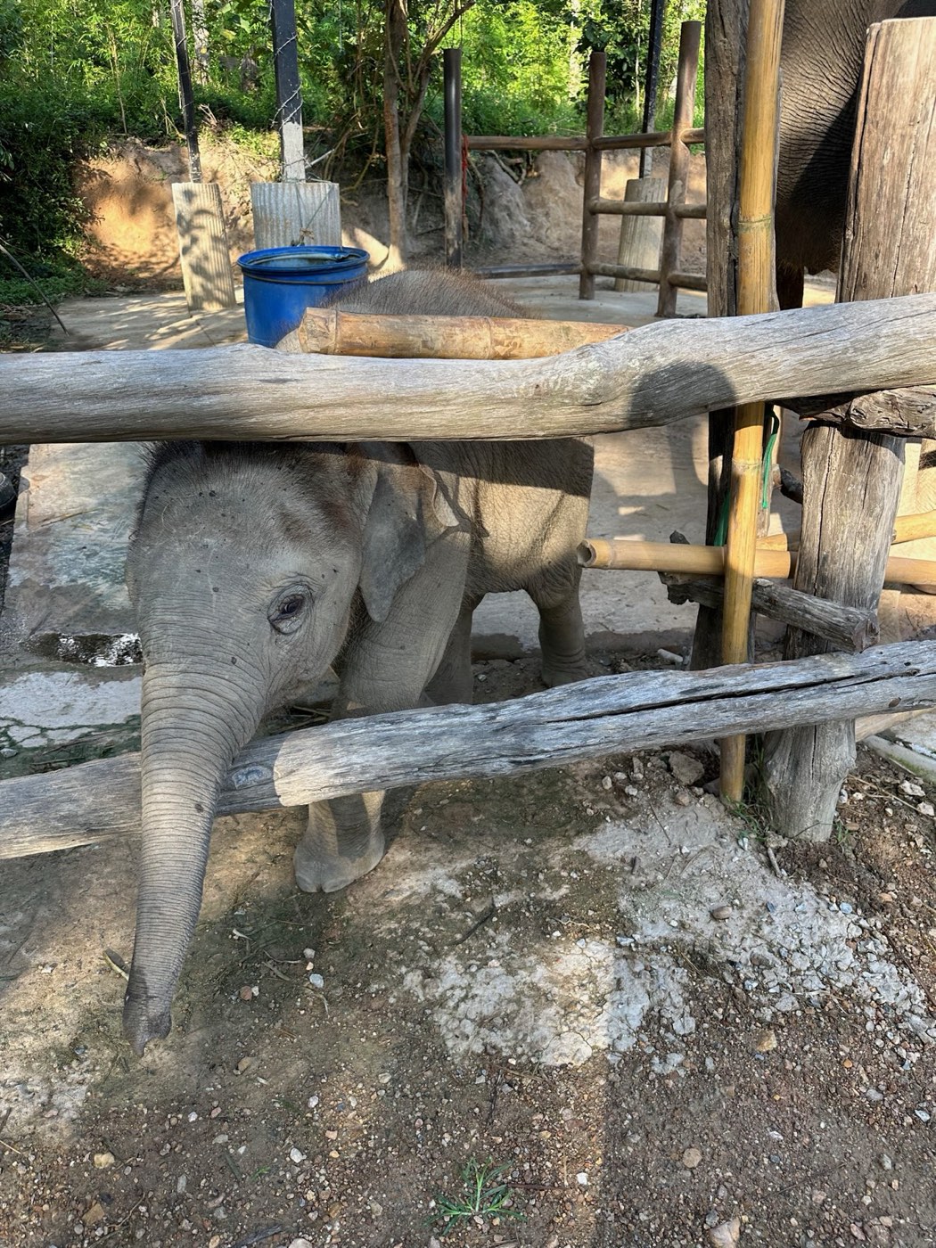 Chiang Mai Adventure Day — a baby elephant