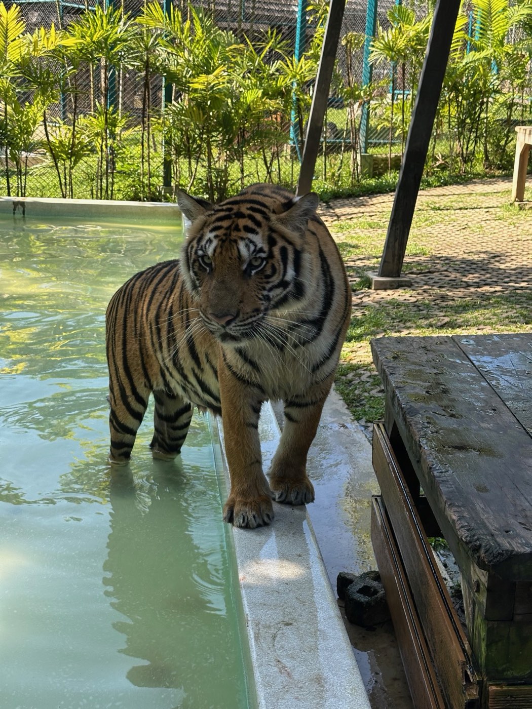 Chiang Mai Adventure Day — tiger by the pool (Tiger Kingdom add-on)