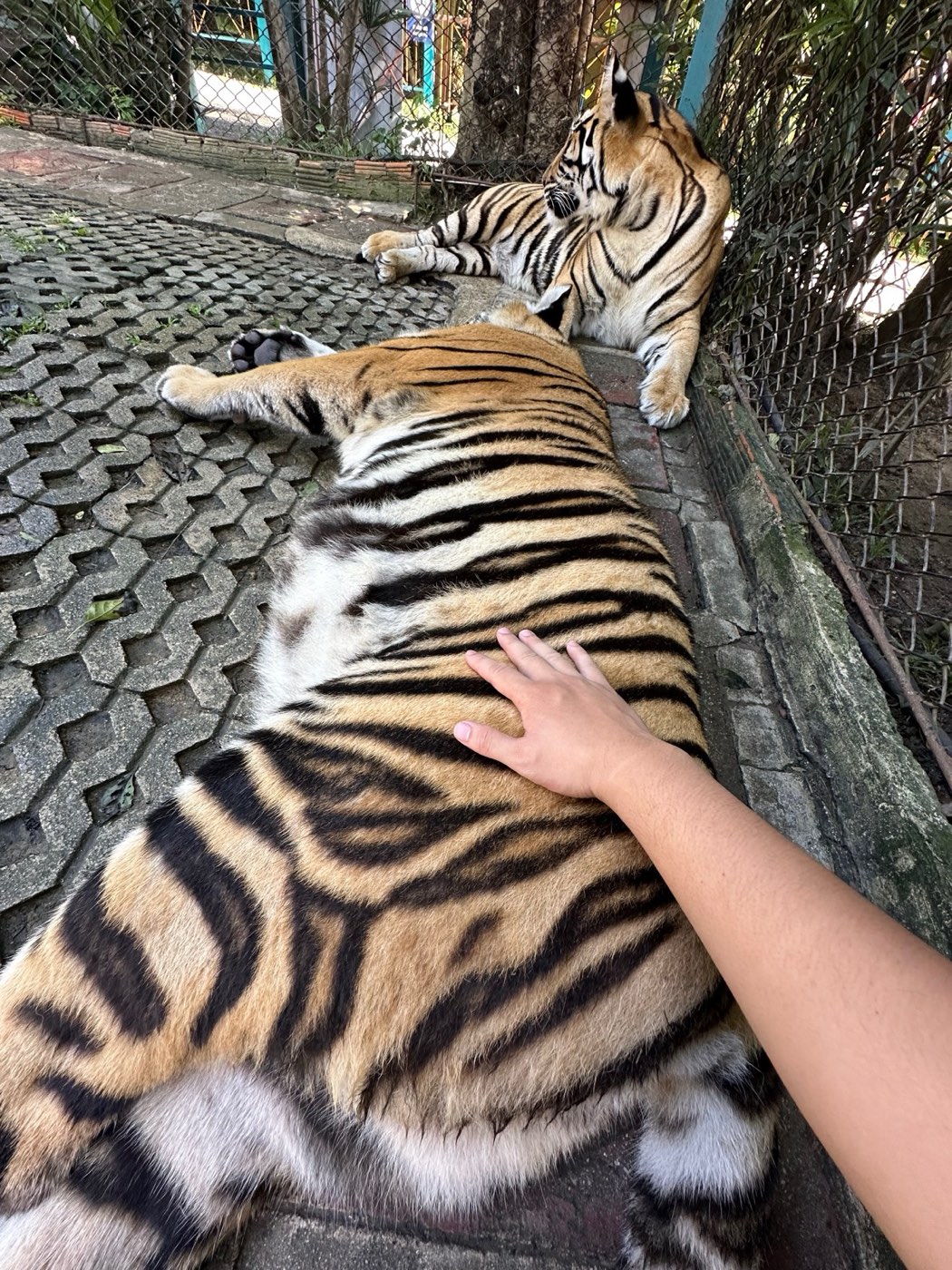 Chiang Mai Adventure Day — meeting a tiger up close