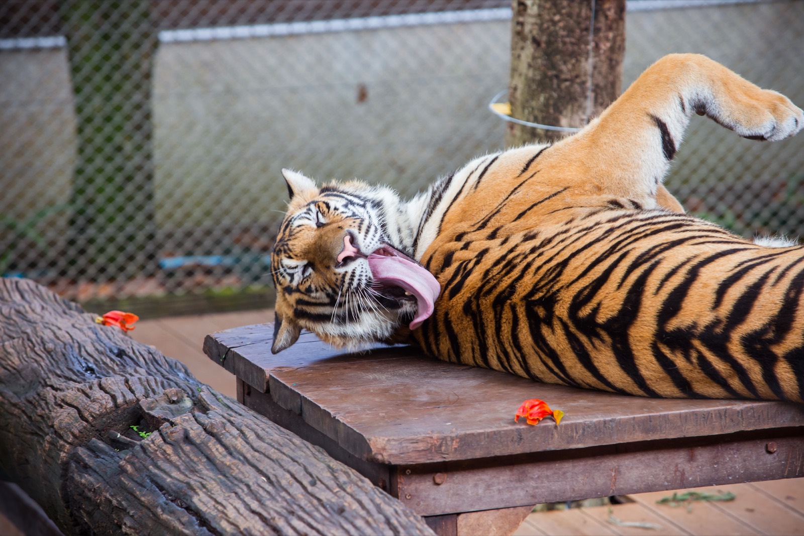 Chiang Mai Adventure Day — a resting tiger